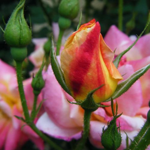Rosa  Joseph's Coat - oranžová - Stromkové růže, květy kvetou ve skupinkách - stromková růže s převislou korunou